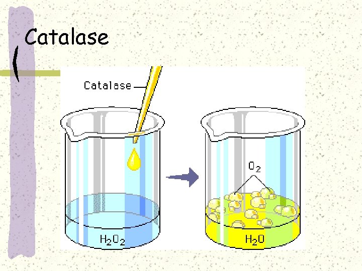 Catalase 