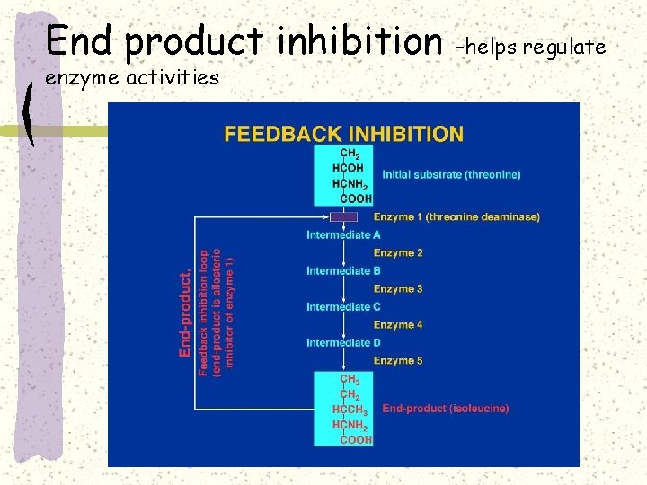 End product inhibition enzyme activities –helps regulate 