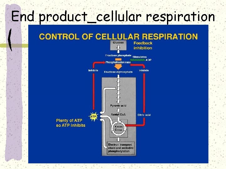 End product_cellular respiration 