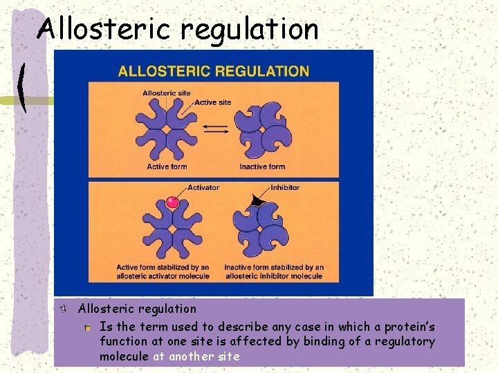 Allosteric regulation Is the term used to describe any case in which a protein’s