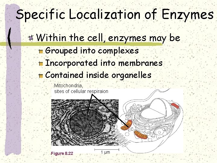 Specific Localization of Enzymes Within the cell, enzymes may be Grouped into complexes Incorporated