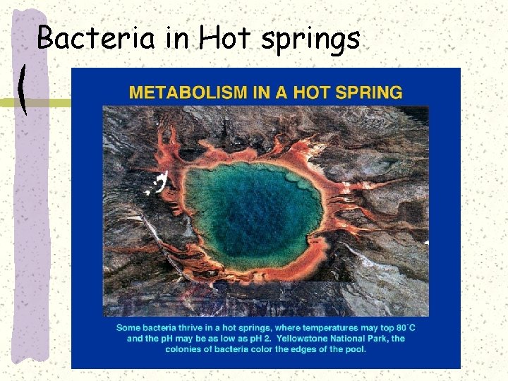 Bacteria in Hot springs 