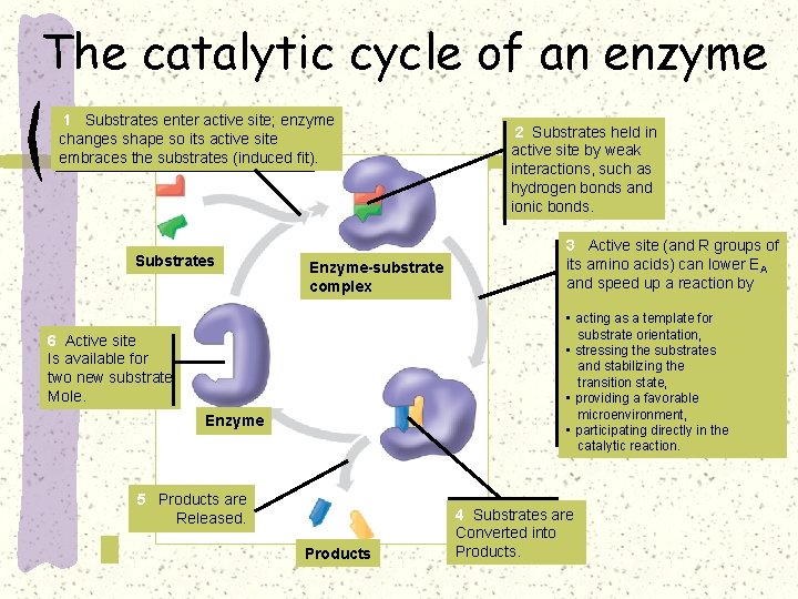 The catalytic cycle of an enzyme 1 Substrates enter active site; enzyme changes shape