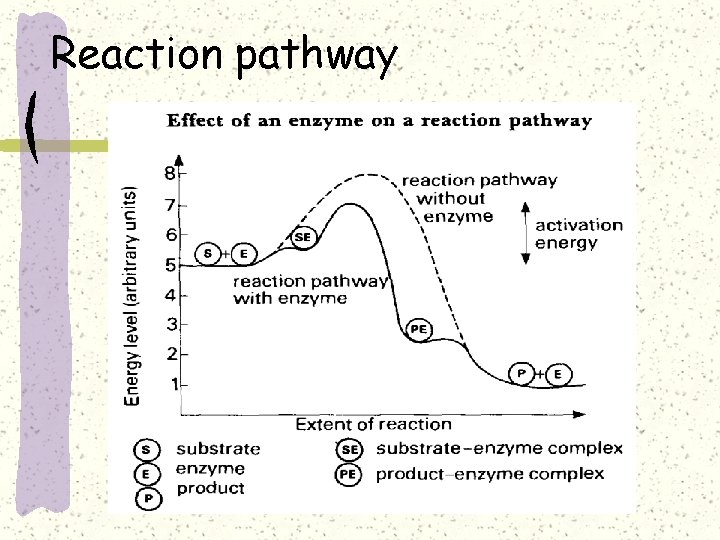 Reaction pathway 