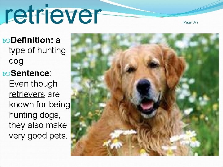 retriever Definition: a type of hunting dog Sentence: Even though retrievers are known for