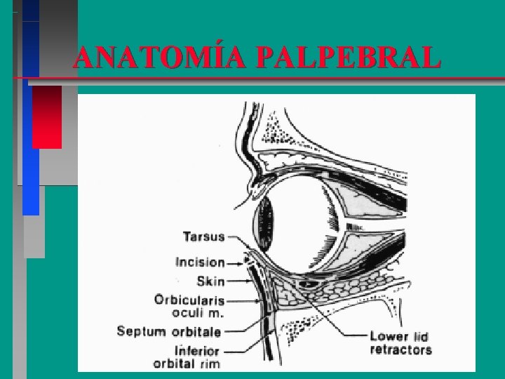 ANATOMÍA PALPEBRAL 