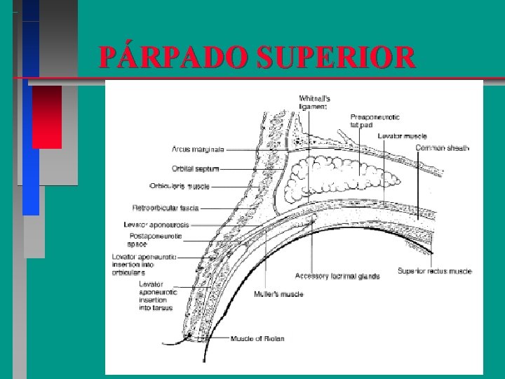 PÁRPADO SUPERIOR 