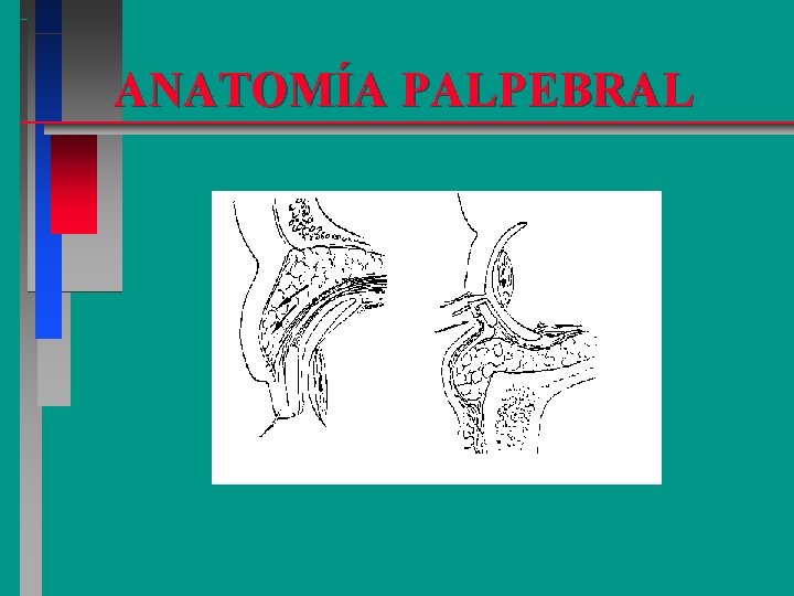 ANATOMÍA PALPEBRAL 