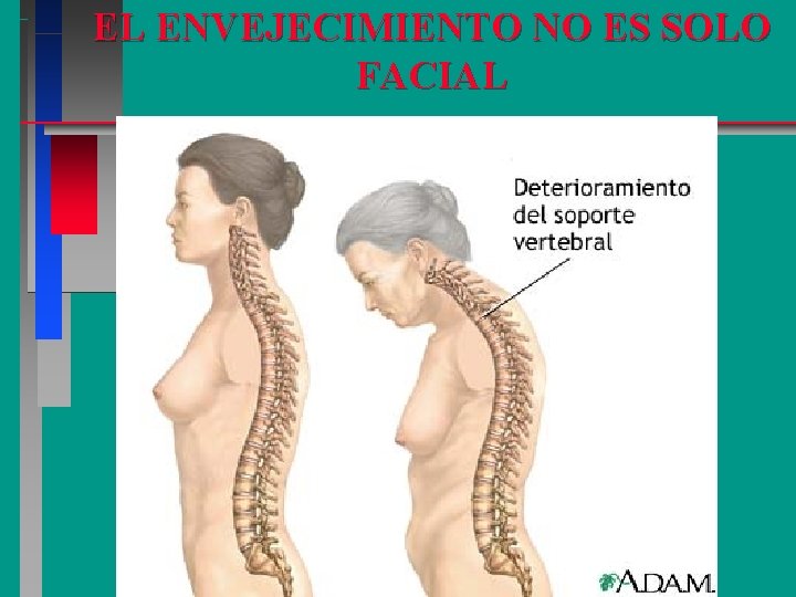 EL ENVEJECIMIENTO NO ES SOLO FACIAL 