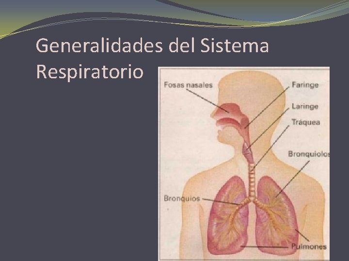 Generalidades del Sistema Respiratorio 