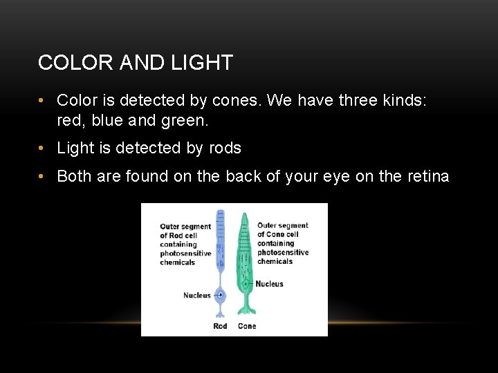 COLOR AND LIGHT • Color is detected by cones. We have three kinds: red,