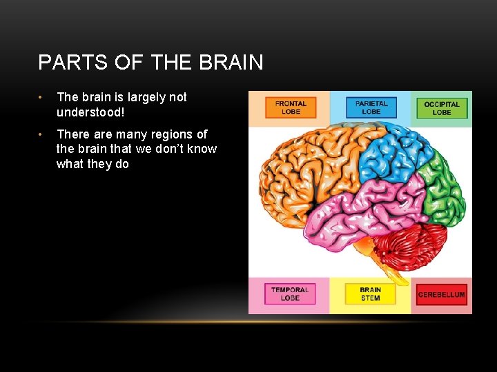 PARTS OF THE BRAIN • The brain is largely not understood! • There are