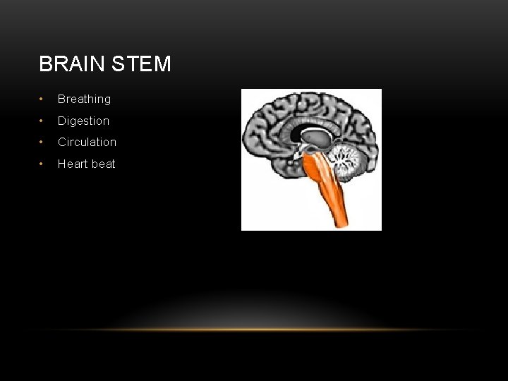 BRAIN STEM • Breathing • Digestion • Circulation • Heart beat 