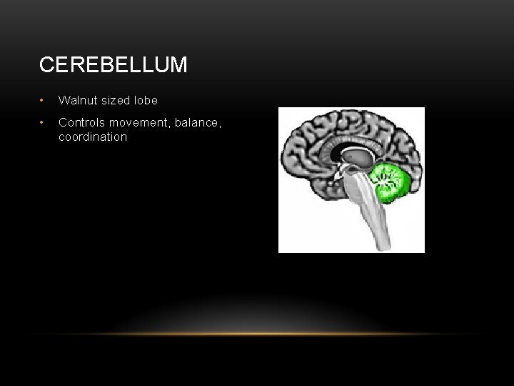 CEREBELLUM • Walnut sized lobe • Controls movement, balance, coordination 