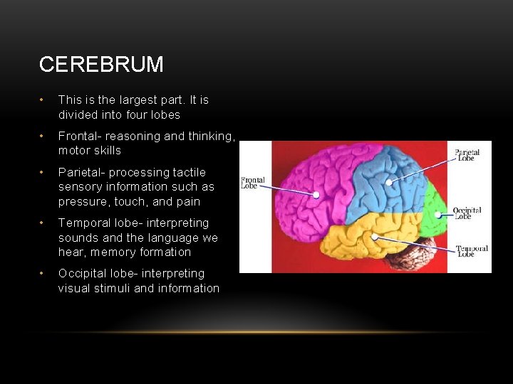 CEREBRUM • This is the largest part. It is divided into four lobes •