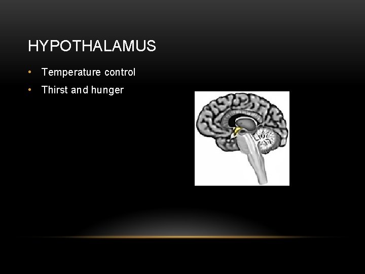 HYPOTHALAMUS • Temperature control • Thirst and hunger 