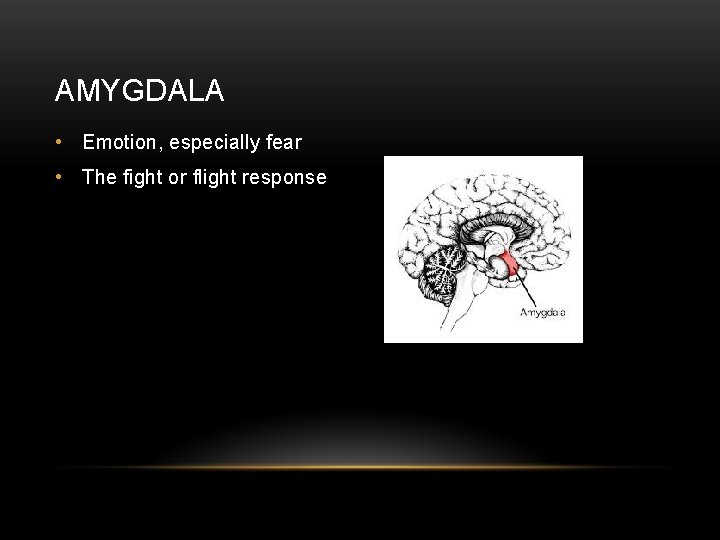 AMYGDALA • Emotion, especially fear • The fight or flight response 