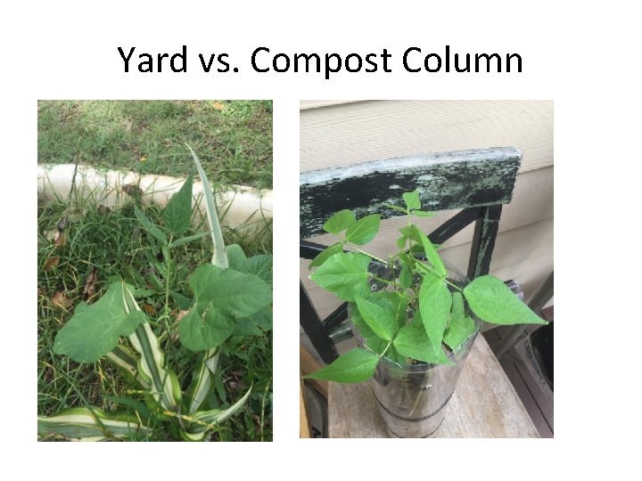 Yard vs. Compost Column 