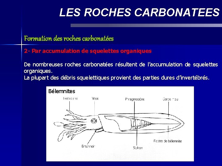 LES ROCHES CARBONATEES Formation des roches carbonatées 2 - Par accumulation de squelettes organiques