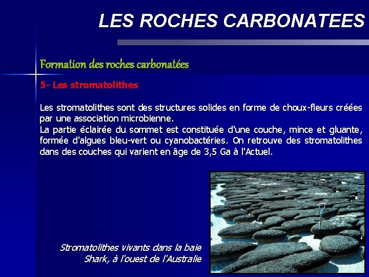 LES ROCHES CARBONATEES Formation des roches carbonatées 5 - Les stromatolithes sont des structures