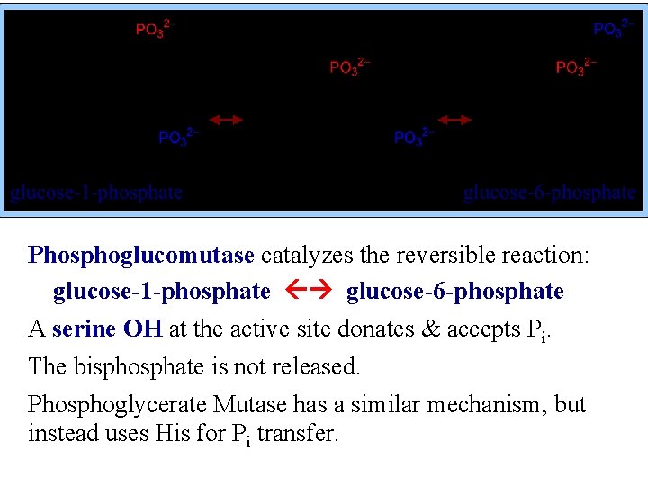 Phosphoglucomutase catalyzes the reversible reaction: glucose-1 -phosphate glucose-6 -phosphate A serine OH at the