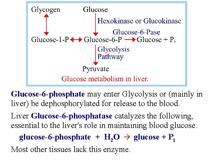 Glucose-6 -phosphate may enter Glycolysis or (mainly in liver) be dephosphorylated for release to