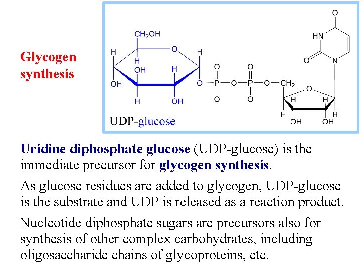 Glycogen synthesis Uridine diphosphate glucose (UDP-glucose) is the immediate precursor for glycogen synthesis. As