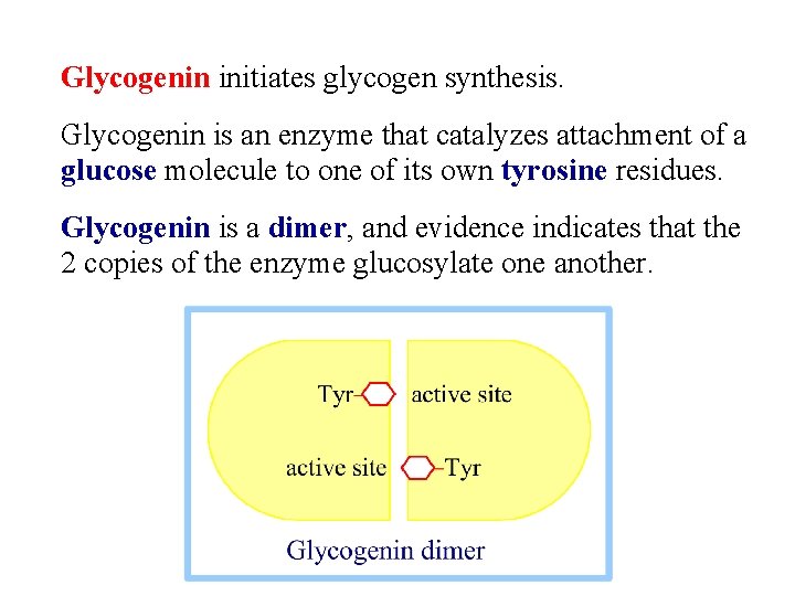 Glycogenin initiates glycogen synthesis. Glycogenin is an enzyme that catalyzes attachment of a glucose