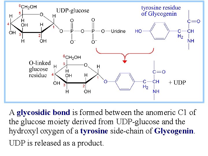 A glycosidic bond is formed between the anomeric C 1 of the glucose moiety