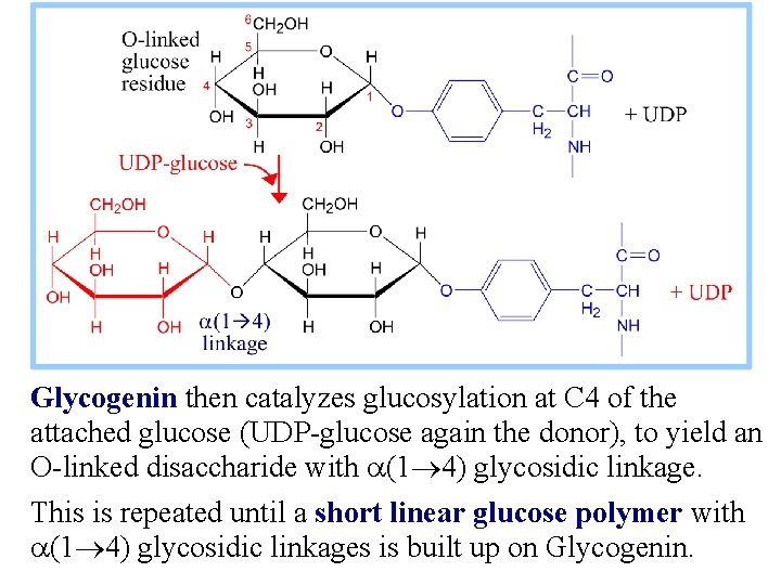 Glycogenin then catalyzes glucosylation at C 4 of the attached glucose (UDP-glucose again the
