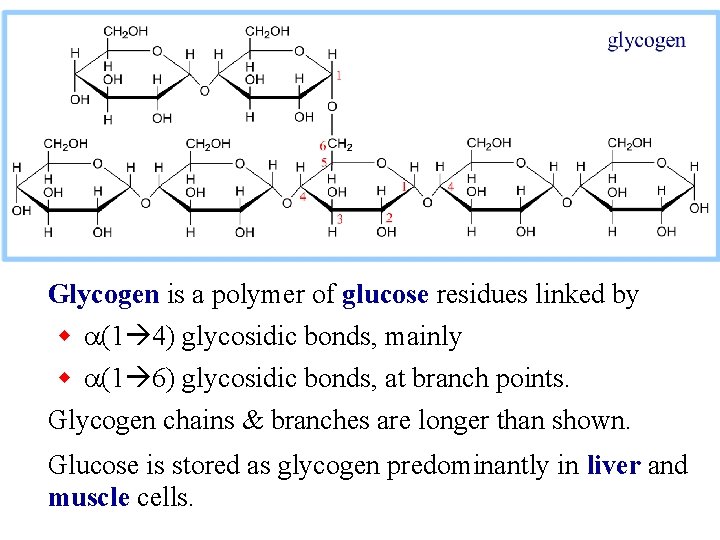 Glycogen is a polymer of glucose residues linked by w a(1 4) glycosidic bonds,
