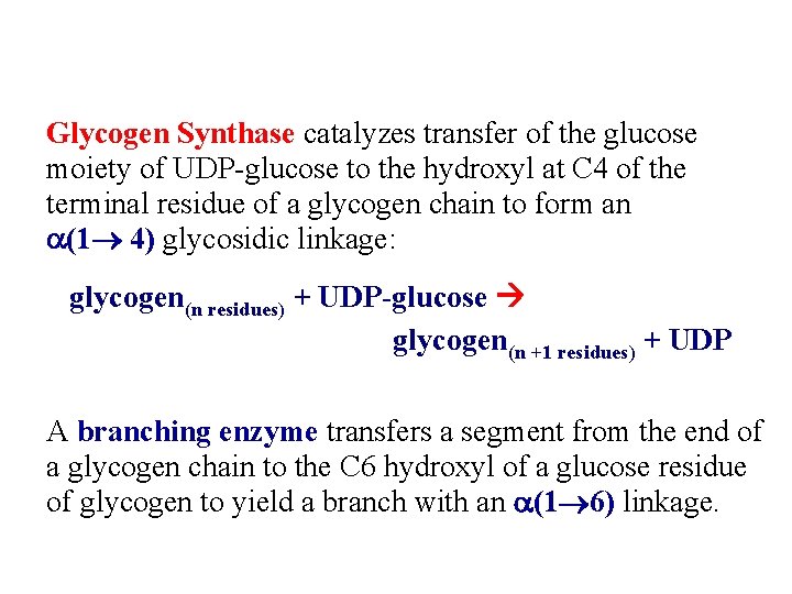 Glycogen Synthase catalyzes transfer of the glucose moiety of UDP-glucose to the hydroxyl at
