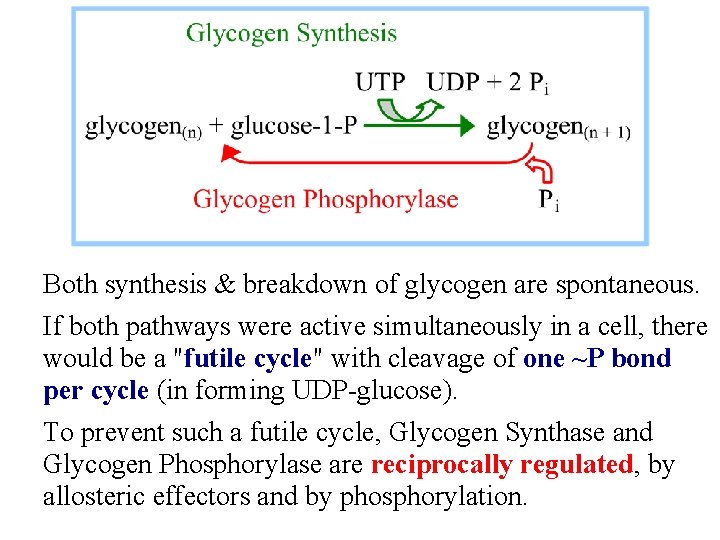 Both synthesis & breakdown of glycogen are spontaneous. If both pathways were active simultaneously