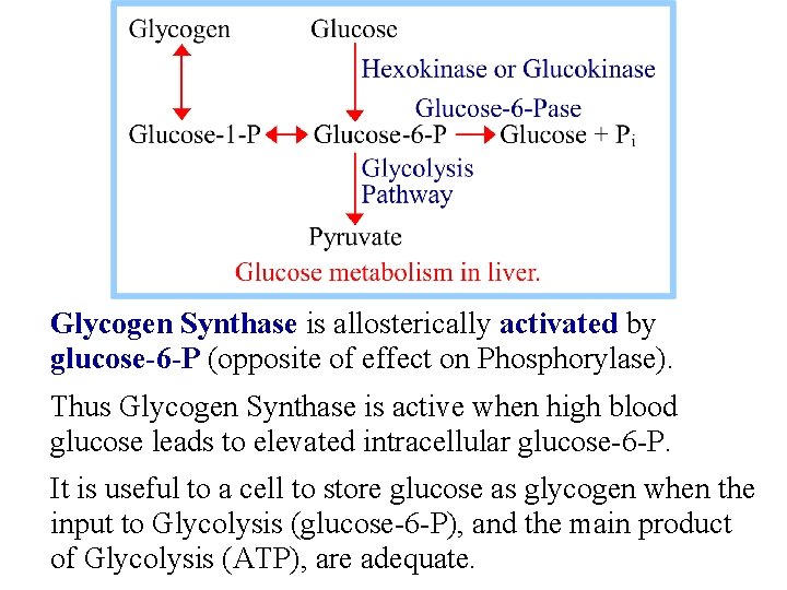 Glycogen Synthase is allosterically activated by glucose-6 -P (opposite of effect on Phosphorylase). Thus