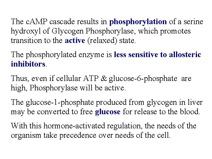 The c. AMP cascade results in phosphorylation of a serine hydroxyl of Glycogen Phosphorylase,