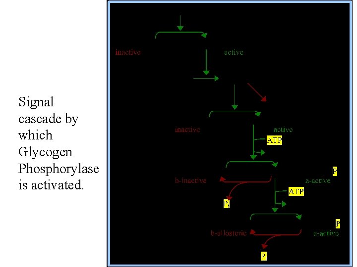 Signal cascade by which Glycogen Phosphorylase is activated. 