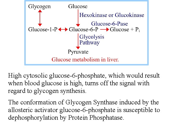 High cytosolic glucose-6 -phosphate, which would result when blood glucose is high, turns off