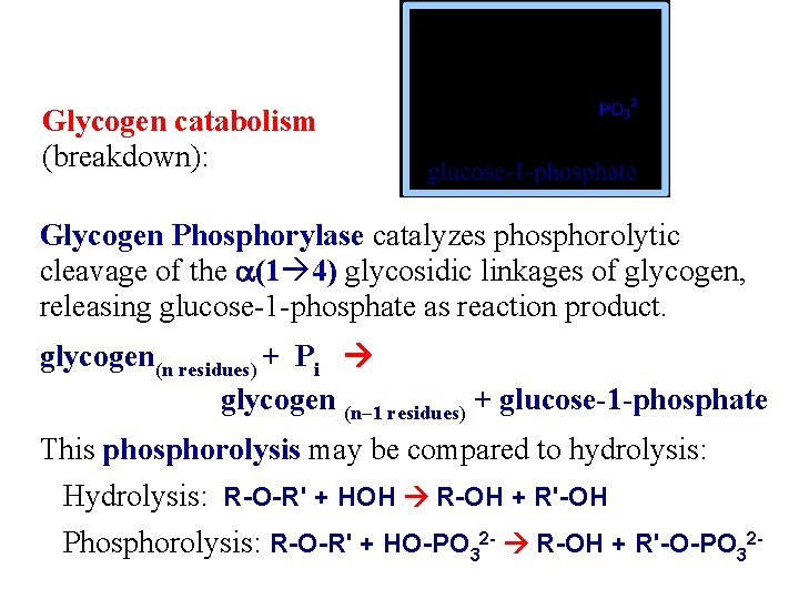 Glycogen catabolism (breakdown): Glycogen Phosphorylase catalyzes phosphorolytic cleavage of the a(1 4) glycosidic linkages