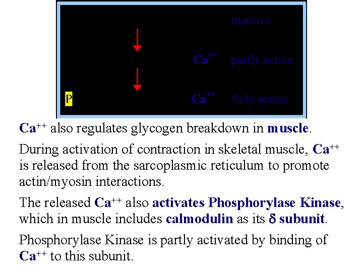 Ca++ also regulates glycogen breakdown in muscle. During activation of contraction in skeletal muscle,