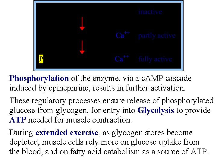 Phosphorylation of the enzyme, via a c. AMP cascade induced by epinephrine, results in