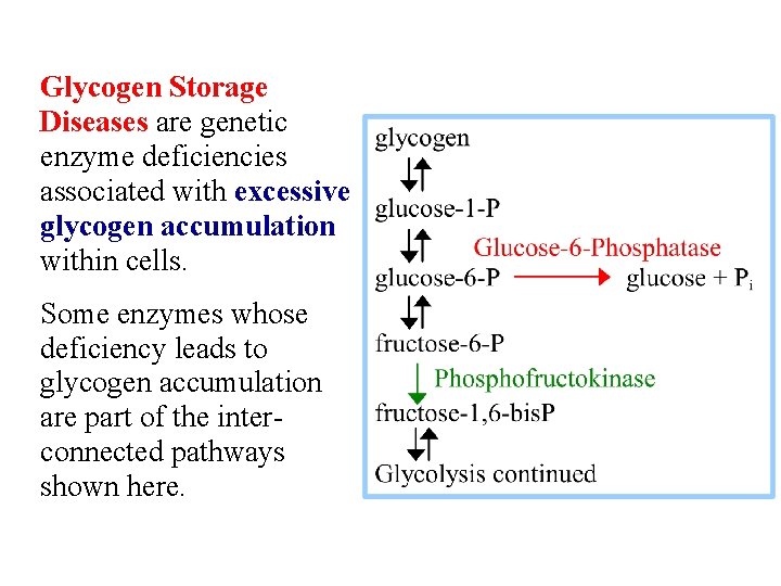 Glycogen Storage Diseases are genetic enzyme deficiencies associated with excessive glycogen accumulation within cells.