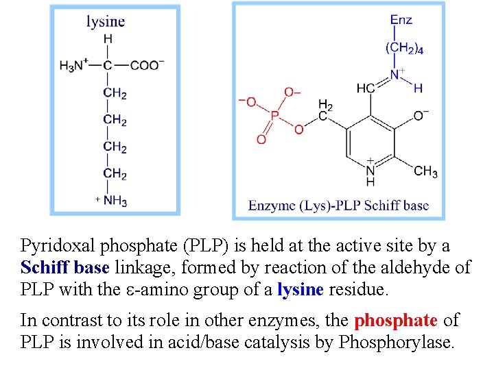 Pyridoxal phosphate (PLP) is held at the active site by a Schiff base linkage,