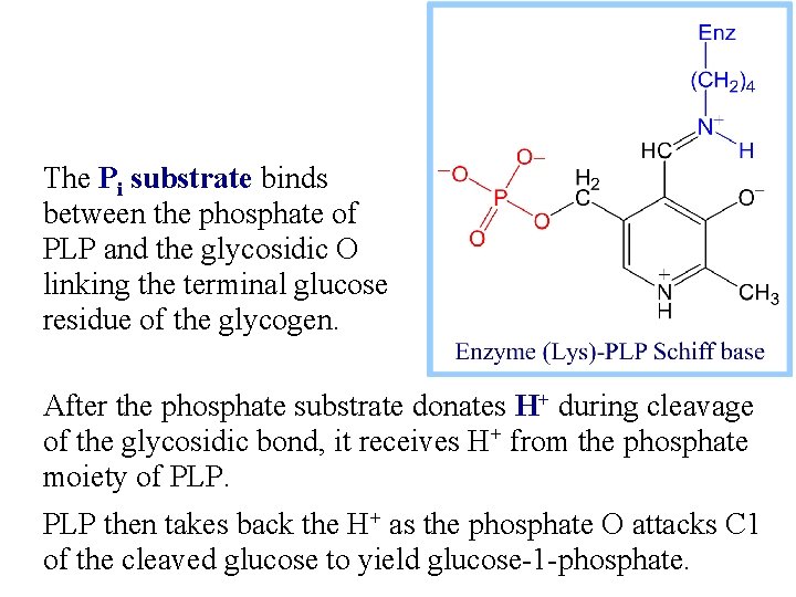 The Pi substrate binds between the phosphate of PLP and the glycosidic O linking
