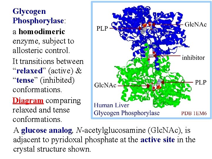 Glycogen Phosphorylase: a homodimeric enzyme, subject to allosteric control. It transitions between “relaxed” (active)
