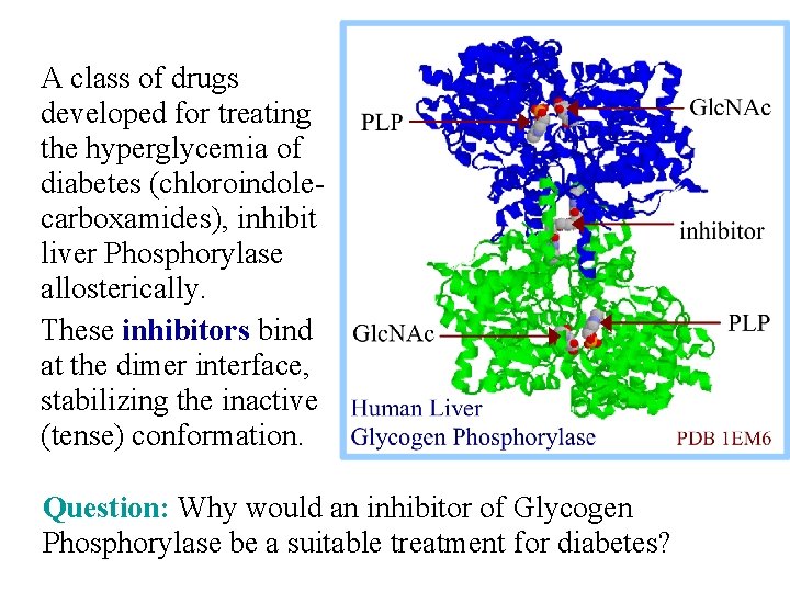 A class of drugs developed for treating the hyperglycemia of diabetes (chloroindolecarboxamides), inhibit liver