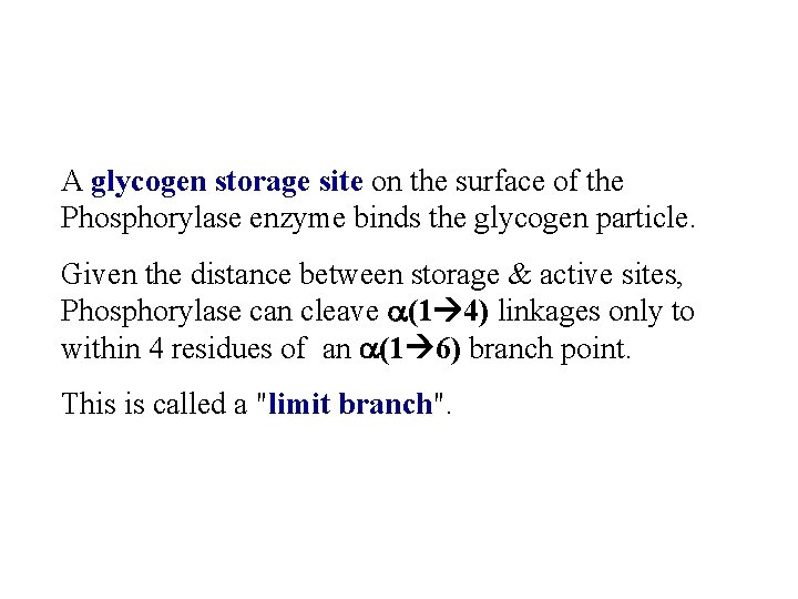 A glycogen storage site on the surface of the Phosphorylase enzyme binds the glycogen