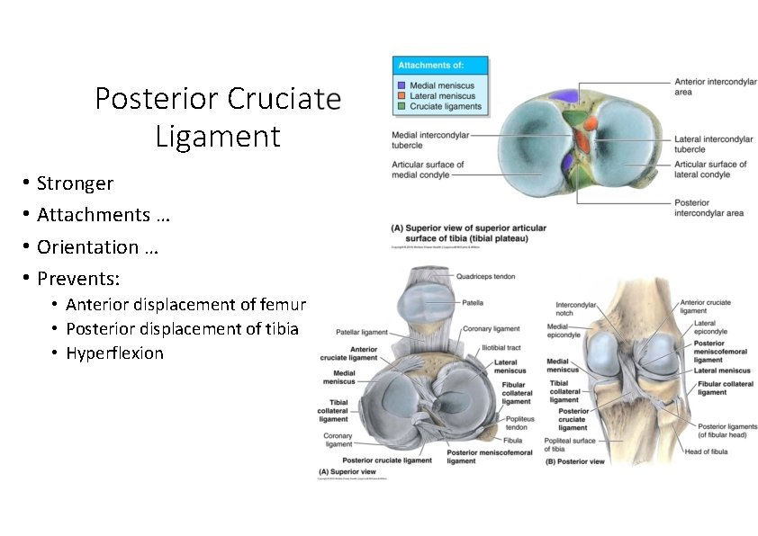 Posterior Cruciate Ligament • Stronger • Attachments … • Orientation … • Prevents: • Posterior Cruciate Ligament • Stronger • Attachments … • Orientation … • Prevents: •