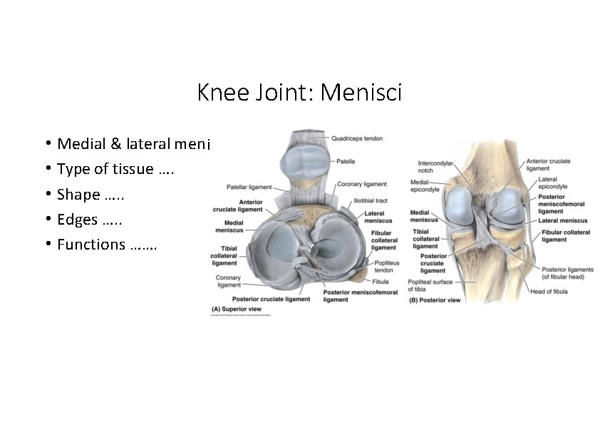 Knee Joint: Menisci • Medial & lateral men isci • Type of tissue …. Knee Joint: Menisci • Medial & lateral men isci • Type of tissue ….