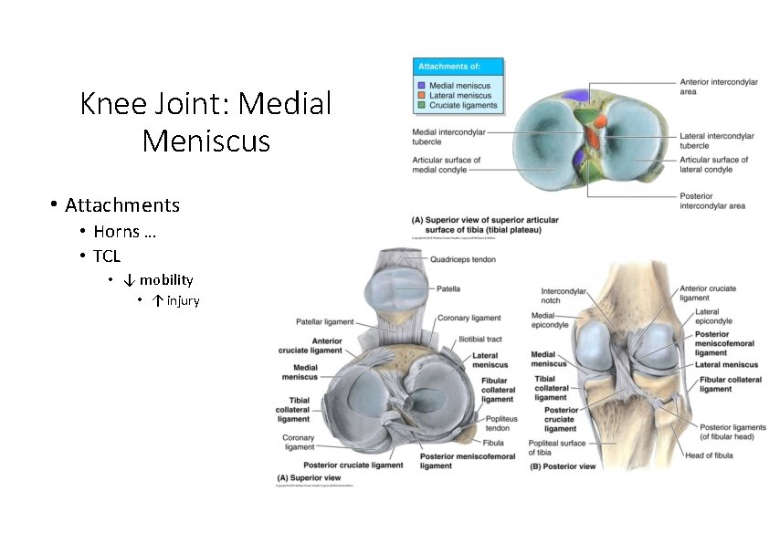 Knee Joint: Medial Meniscus • Attachments • Horns … • TCL • ↓ mobility Knee Joint: Medial Meniscus • Attachments • Horns … • TCL • ↓ mobility