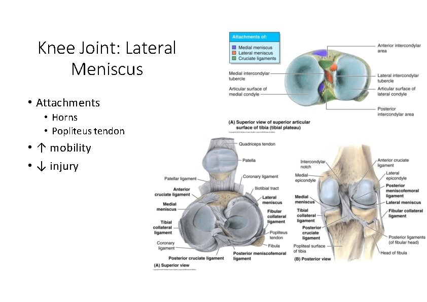 Knee Joint: Lateral Meniscus • Attachments • Horns • Popliteus tendon • ↑ mobility Knee Joint: Lateral Meniscus • Attachments • Horns • Popliteus tendon • ↑ mobility